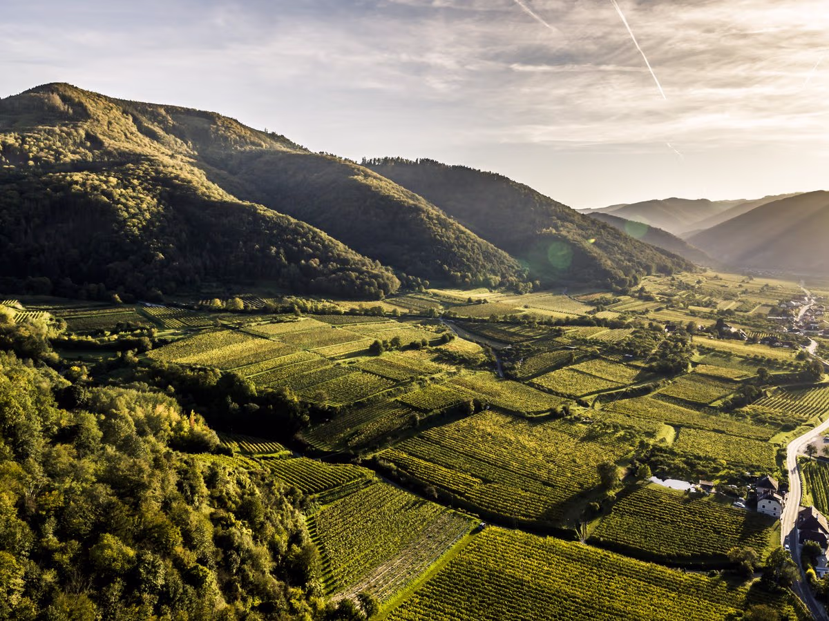 Vinea Wachau e-Label Header Fallback Image